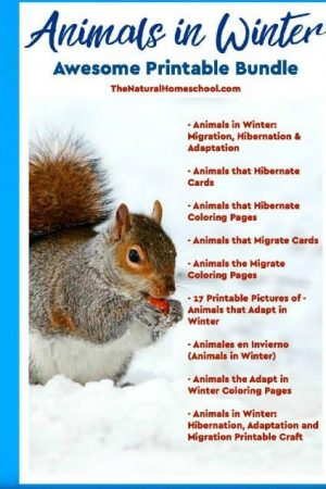 Animals in Winter that Hibernate, Migrate and Adapt - Printable Set