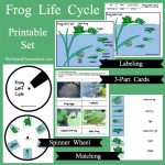 Life Cycle of a Frog for Kids - Printable 4-Level Bundle - The Natural ...