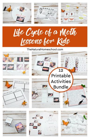Moth Life Cycle for Kids ~ 12 Printable Activities - The Natural Homeschool