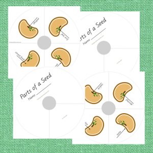 Montessori Parts of a Seed Printable Bundle - The Natural Homeschool Shop