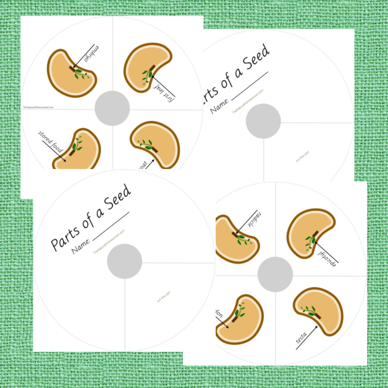 Are you ready to give you children a wonderful and fun learning experience by going into this Botany lesson? Come and check this Montessori Parts of a Seed Printable Bundle out!