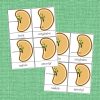 Montessori Parts of a Seed Printable Bundle - The Natural Homeschool Shop