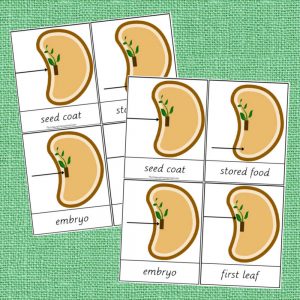 Montessori Parts of a Seed Printable Bundle - The Natural Homeschool Shop