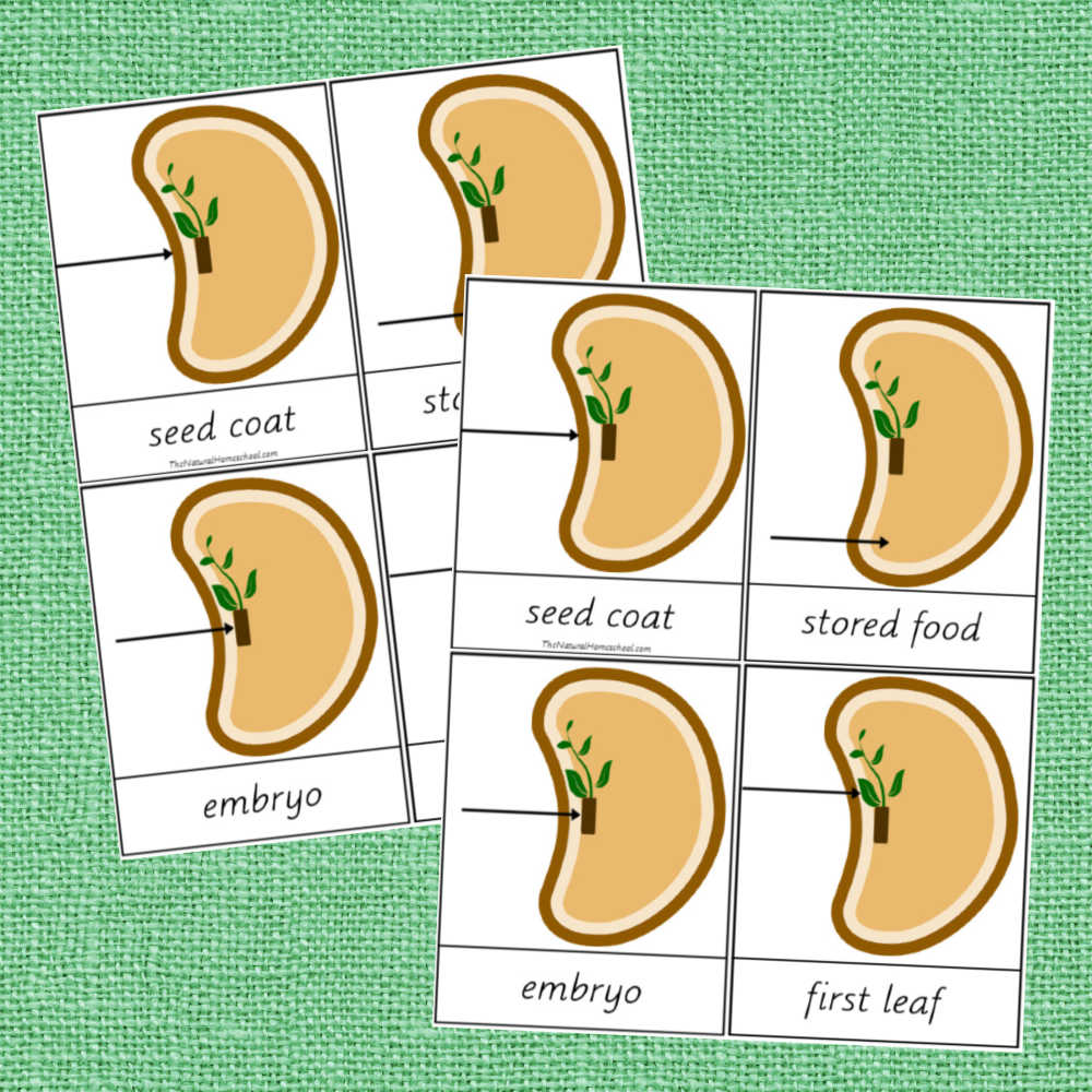 Are you ready to give you children a wonderful and fun learning experience by going into this Botany lesson? Come and check this Montessori Parts of a Seed Printable Bundle out!