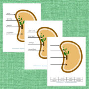 Montessori Parts of a Seed Printable Bundle - The Natural Homeschool Shop